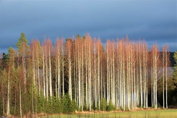 Autumn afternoon - image gratuit #476535